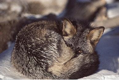 前《暗黑》《魔兽》开发者成立新工作室 打造新ARPG游戏